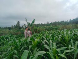 Bhabinkamtibmas Desa Korleko Cek Lahan Tanaman Jagung Milik Petani