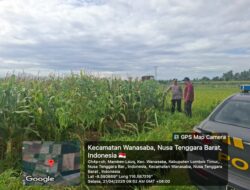 Kapolsek Wanasaba Tinjau Lahan Jagung, Dorong Ketahanan Pangan di Lombok Timur