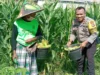 Bhabinkamtibmas Bagik Polak Barat Terjun ke Dusun Jogot, Motivasi Petani Jagung Perkuat Stok Pangan