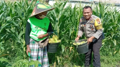 Bhabinkamtibmas Bagik Polak Barat Terjun ke Dusun Jogot, Motivasi Petani Jagung Perkuat Stok Pangan