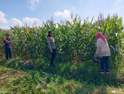 Kapolsek Selong Cek Lokasi Panen Jagung, Dorong Persiapan Panen Raya di Lombok Timur