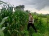 Strategi Polsek Labuapi Perkuat Ekonomi Desa: Dampingi Petani Jagung Demi Percepatan Penyerapan Hasil Panen ke Bulog
