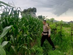 Strategi Polsek Labuapi Perkuat Ekonomi Desa: Dampingi Petani Jagung Demi Percepatan Penyerapan Hasil Panen ke Bulog