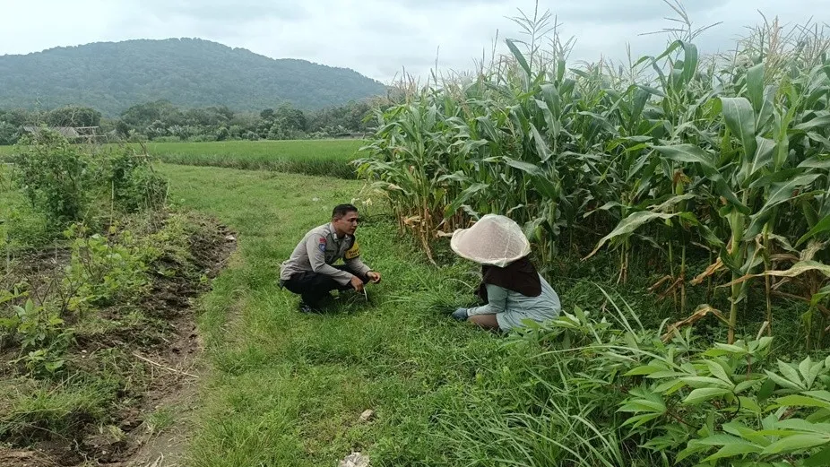 Sinergi Polri dan Petani, Bhabinkamtibmas Desa Babussalam Kawal Ketahanan Pangan di Dusun Bangket Bawak