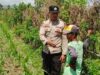 Bhabinkamtibmas Desa Labuapi Turun ke Sawah, Ubah Lahan Kosong Jadi Lumbung Pangan Mandiri