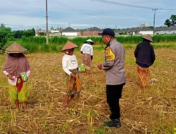 Komitmen Kuat Polres Lombok Barat: Dampingi Petani dari Tanam hingga Panen Guna Wujudkan Kedaulatan Pangan