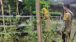 Lahan Sempit Bukan Halangan, Warga Labuapi Berhasil Wujudkan Ketahanan Pangan Mandiri Lewat Media Polibag