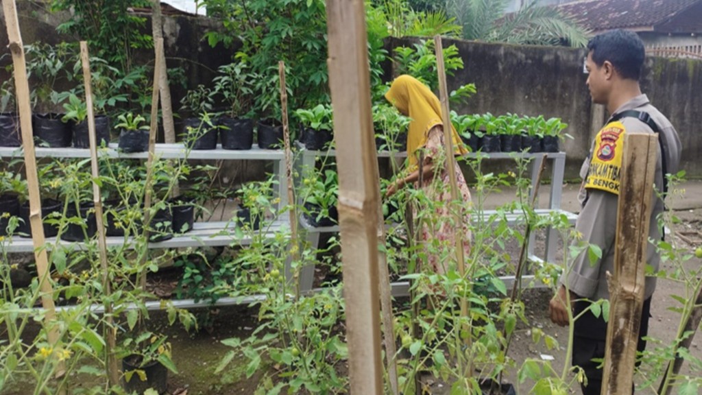 Lahan Sempit Bukan Halangan, Warga Labuapi Berhasil Wujudkan Ketahanan Pangan Mandiri Lewat Media Polibag