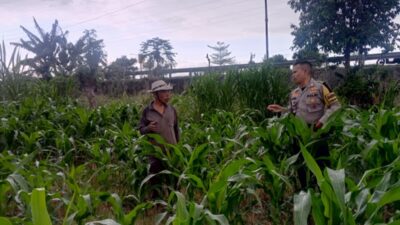 Lombok Barat Percepat Ketahanan Pangan Nasional Lewat Desa