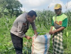 Sinergi Nyata di Tengah Ladang, Polisi dan Petani Labuapi Kolaborasi Demi Swasembada Pangan