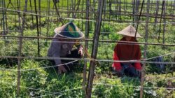 Polsek Labuapi Perkuat Ketahanan Pangan Desa Bagik Polak