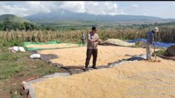 Bhabinkamtibmas Seruni Mumbul Monitoring Panen Jagung Warga di Pringga baya