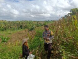 Monitoring Panen Jagung, Bhabinkamtibmas Desa Wakan Pastikan Kegiatan Warga Berjalan Lancar