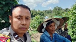 Bhabinkamtibmas Desa Pandan Duri Laksanakan Koordinasi Penanaman Jagung di Wilayah Terara