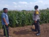 Sinergi Polri dan Petani: Bhabinkamtibmas Desa Gapuk Akselerasi Program Ketahanan Pangan Nasional
