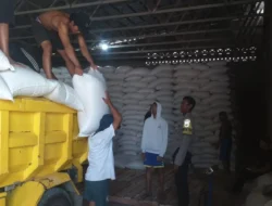 Sinergi Polri dan Petani Mareje: Puluhan Ton Jagung Hasil Panen Lembar Resmi Didistribusikan ke Bulog