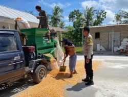 Sinergi Polri dan Petani Sekotong, Akselerasi Ketahanan Pangan Melalui Optimalisasi Panen Jagung di Desa Batu Putih