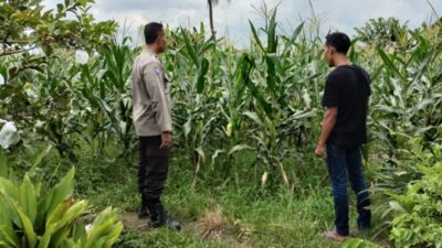 Upaya Ketahanan Pangan Lewat Pemanfaatan Lahan di Labuapi