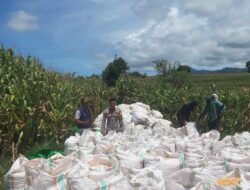 Bhabinkamtibmas Aktif Dampingi Petani, Ketahanan Pangan Jadi Prioritas