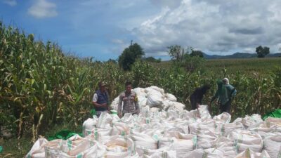 Bhabinkamtibmas Aktif Dampingi Petani, Ketahanan Pangan Jadi Prioritas