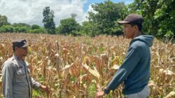 Bhabinkamtibmas Desa Nangakara Dampingi Petani Jelang Panen Jagung