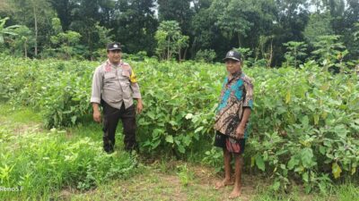 Bhabinkamtibmas Desa Bakajaya Dorong Ketahanan Pangan Melalui Budidaya Terong di Pekarangan Warga