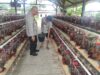 Kapolsek Sakra Kunjungi BUMDes Suwangi, Cek Budidaya Ayam Petelur dan Ingatkan Kebersihan Kandang