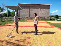Bhabinkamtibmas Desa Cempi Jaya Laksanakan Pemantauan Lahan Jagung Dukung Program Ketahanan Pangan Nasional