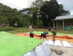 Pemantauan Lahan Jagung oleh Polsek Woja, Wujud Nyata Dukungan Ketahanan Pangan
