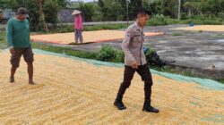Bhabinkamtibmas Pantau Penjemuran Jagung Warga, Dukung Ketahanan Pangan Nasional