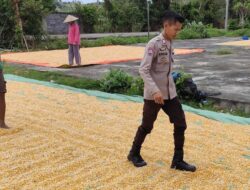 Bhabinkamtibmas Pantau Penjemuran Jagung Warga, Dukung Ketahanan Pangan Nasional