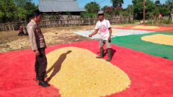 Bhabinkamtibmas Polsek Hu’u Pantau Penjemuran Hasil Panen Jagung Warga