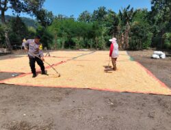 Lakukan Pemantauan Panen Jagung, Bhabinkamtibmas Dorong Distribusi Jagung ke Bulog