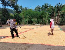 Lakukan Pemantauan Panen Jagung, Bhabinkamtibmas Dorong Distribusi Jagung ke Bulog