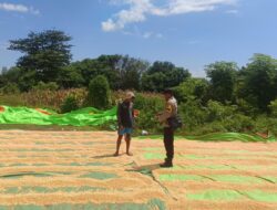 Bhabinkamtibmas Sorinomo Beri Motivasi Petani Tingkatkan Produktivitas Jagung