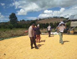 Bhabinkamtibmas Desa Kwangko Pantau Penjemuran Jagung, Dukung Ketahanan Pangan Nasional