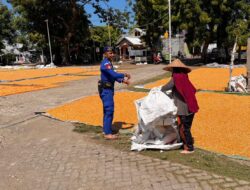 “Polmas”. Satpolairud Polres Bima Kabupaten Bantu Jemur Jagung Warga
