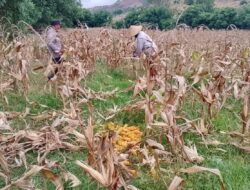 Lahan 3 Hektar di Sekotong Barat Meledak, Panen Jagung Melimpah Berkat Kawalan Polisi