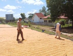 “Polisi Peduli” Bhabinkamtibmas Polsek Soromandi Sambang Kamtibmas Humanis dan Bantu Jemur Jagung Warga Binaan