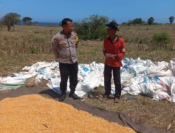 Bhabinkamtibmas Desa Tatar Dampingi Petani Panen Jagung, Wujud Dukungan Ketahanan Pangan
