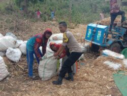 Bhabinkamtibmas Desa Rababaka Aktif Sambang dan Bantu Warga Panen Jagung, Perkuat Kamtibmas