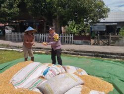 Bhabinkamtibmas Desa Kempo Dampingi Warga Panen Jagung, Dukung Ketahanan Pangan Nasional