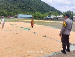Bhabinkamtibmas Desa Adu Pantau Penjemuran Jagung Warga, Dukung Ketahanan Pangan Nasional