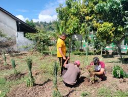 Polsek Wawo Manfaatkan Lahan Kosong untuk Penanaman Hortikultura P2L