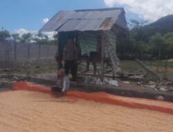 Bhabinkamtibmas Desa Daha Pantau Penjemuran Jagung Warga, Dukung Ketahanan Pangan Nasional