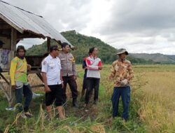 Polri Untuk Masyarakat, Bhabinkamtibmas Polres Bima Kota Dampingi Petani Saat Panen Raya