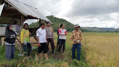 Polri Untuk Masyarakat, Bhabinkamtibmas Polres Bima Kota Dampingi Petani Saat Panen Raya