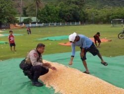 BHABINKAMTIBMAS POLSEK HU’U PANTAU PANEN JAGUNG WARGA, DUKUNG KETAHANAN PANGAN
