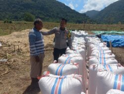 Bhabinkamtibmas Desa Tatar Dampingi Petani Panen Jagung, Wujud Nyata Dukungan Polri terhadap Ketahanan Pangan