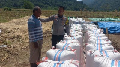 Bhabinkamtibmas Desa Tatar Dampingi Petani Panen Jagung, Wujud Nyata Dukungan Polri terhadap Ketahanan Pangan